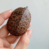 mainan kura air mgm baby up mexican giant musk turtle
