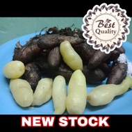 UBI KELING / UBI KEMILI 1KG FRESH NEW STOCK