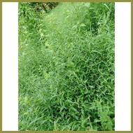 ◙ △ ◵ Serpentina Herbal Plant Seeds (100 seeds)