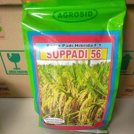 Padi Hibrida Supadi 56 - Benih Padi Hibrida F-1 - Supadi 56 - Batang Kekar Tanah Reruh - Agrosid - 1
