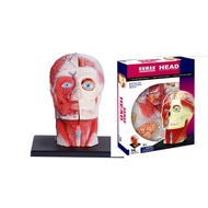 4D MASTER Human Deluxe Human Head Anatomy Model