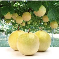 PANAMA PASSION FRUIT PLANT, EASY GROW, BEARING FRUIT FAST, DELICIOUS AND FULL OF VITAMIN