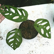 Tanaman Hias Monstera Janda Bolong Acuminata Asli