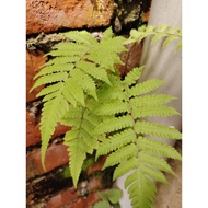 Pokok Paku Pakis 3 / Pokok Hiasan Paku Pakis / Adiantum Hispidulum /pokok pakis hutan tanam dalam pa