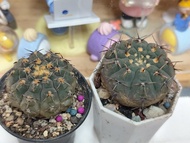 怪龍丸 仙人球 多肉植物