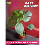 Pokok Hiasan Monstera Deliciosa