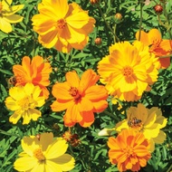 Cosmos real live outdoor plant 波斯菊 anak pokok bunga hidup hiasan rumah luaran