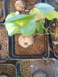 Stephania Suberosa 裂紋山烏龜