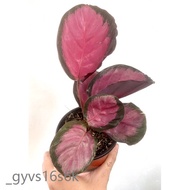 Calathea Crimson Plant 4-5 Leaves MEDIUM BUY 2 TAKE 1