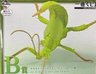 【星月】一番賞B賞 巨扁竹?節蟲  世界昆蟲博物館