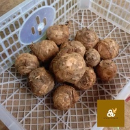 Organic FRESH TEMULAWAK CURCUMA 500 GRAM