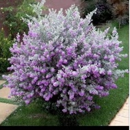 Pokok Texas Sage / warna purple / pokok hidup