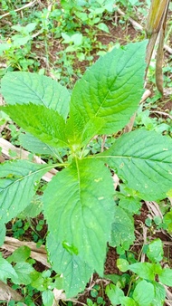 DAUN SINTRONG SEGAR/DAUN SINTRONG/DAUN JUNGGUL/SINTRONG/500GRAM
