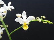 {親友蘭園} 蘭花拍賣之原生種蝴蝶蘭- P.equestris var aurea