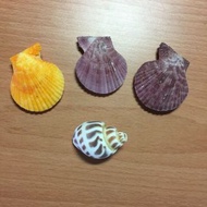 貝殼 彩色扇貝 裝飾貝殼