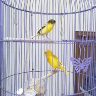 Burung Kenari Loper Sepasang Warna Kuning Promo Terbatas
