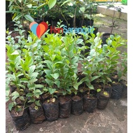 Pohon Bidara Arab Asli SIDR Ruqyah