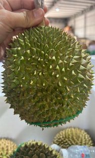 馬來西亞AA級貓山王