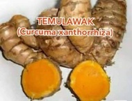 500gram TEMU LAWAK (Curcuma xanthorrhiza)