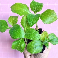 Bibit tanaman umbi manis yacon yacon yakon (Smallanthus sonchifolius)