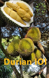 Berjaya Plant Nursery - Pokok Durian IOI D168/D101/Durian Mas/101榴莲树苗(Pokok Buah Hidup/Buah-buahan/R