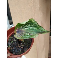 RARE wavy Thai Caladium