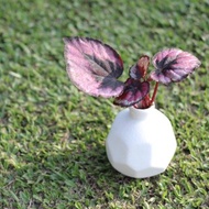 水培植栽 l 紅心秋海棠_室內植物 辦公室盆栽 店內擺設 植物 禮物