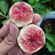 15 เมล็ด มะเดื่อฝรั่ง ลูกฟิก Figs Fruit Seeds สายพันธุ์ Calderona