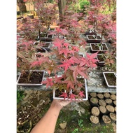 Pohon Red Maple Murah | Bibit Pohon Red Maple | Red Maple Jepang Murah