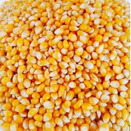 Jagung Popcorn Kering 250g