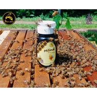 Mirind travel pack honey | Premium Black honey