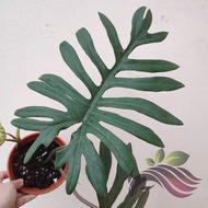 Philodendron Mayoi by LS Group