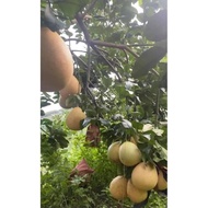 Fujian red grapefruit seedling