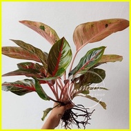 【hot sale】 (3) Aglaonema Varieties Uprooted Live Plants (LUZON ONLY)
