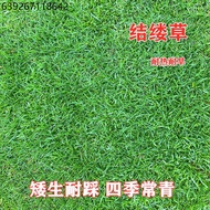 Japanese Zoysia japonica seeds Imported turf grass Evergreen dwarf trample resistant courtyard footb