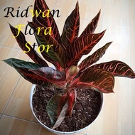 Bibit Tanaman hias aglonema red sumatra - Red Sumatera - Aglaonema