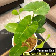Tanaman philodendron burlemarx - Tanaman hias philo burlemarx ( Bisa COD )