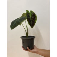 ADULT Alocasia illustris