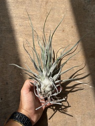 空氣草 空氣鳳梨 TILLANDSIA ‘TY’ (EHLERSIANA X BULBOSA）（河豚X章魚）