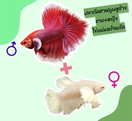 ปลากัดฮาฟมูนหูช้าง หูใหญ่ หางยาว จำนวน1คู่ เพศผู้และเพศเมีย ไข่แน่น พร้อมรัด มีรับประกันสินค้า