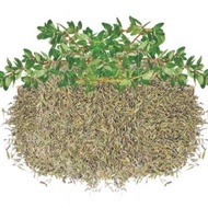 250g | 500g DRIED THYME LEAVES (PREMIUM GRADE) | REMPAH THYME LEAVES