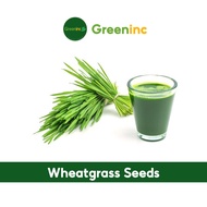 Wheatgrass Seeds (小麦草) Microgreen Seeds from SG