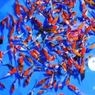 Bibit Ikan Koi 10Cm Paket 50Ekor Anakan Import X Blitar Original Best