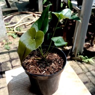 anthurium corong