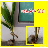 Anak Pokok Kelapa SGG - Kelapa Sungai Gulang Gulang