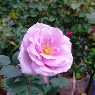 bibit tanaman hias bunga mawar baby rose bunga mawar tanaman mawar