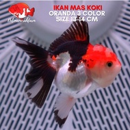 IKAN MAS KOKI ORANDA 3 COLOR LONGTAIL SIZE 13-14 CM