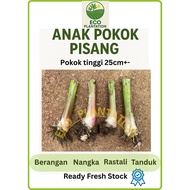 Anak Pokok Pisang Berangan, Nangka, Rastali, Tanduk Ready Stock/ Banana tree, plant, pups