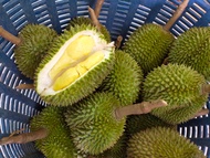 ทุเรียนหลงลับแล 1 ลูก น้ำหนัก 500-900 กรัม