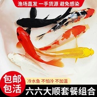 Koi Fish Live Fish Cold Water Freshwater Ornamental Fish Goldfish Feng Shui Lucky Fish Large Small F